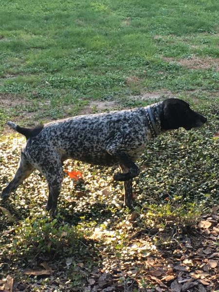 /Images/uploads/Southeast German Shorthaired Pointer Rescue/segspcalendarcontest2018/entries/8953thumb.jpg